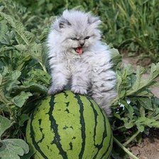 Схема вышивки «Кот на арбузе»