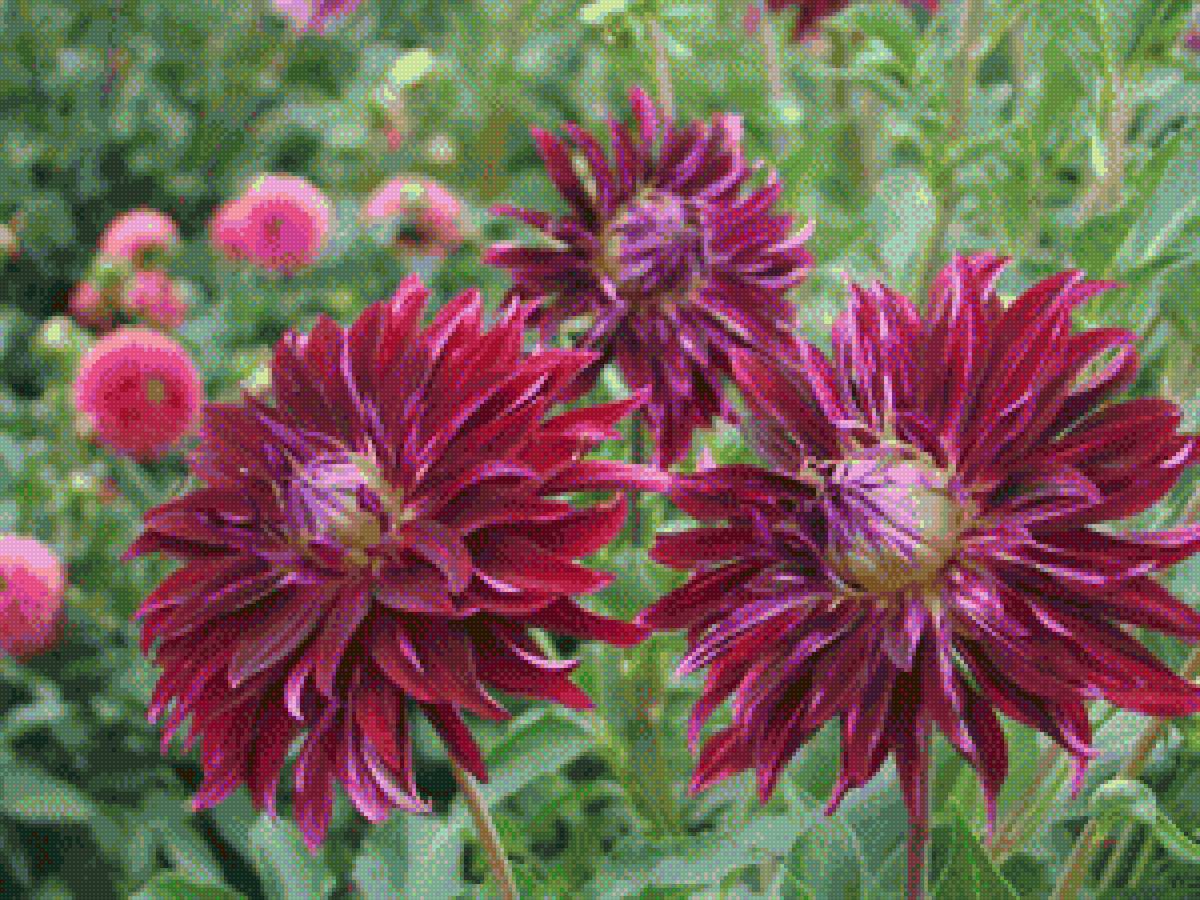 Георгины - предпросмотр