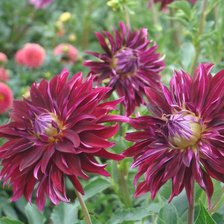 Схема вышивки «Георгины»