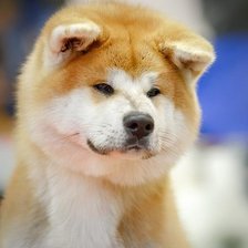 Kaminari Pride Runmaru