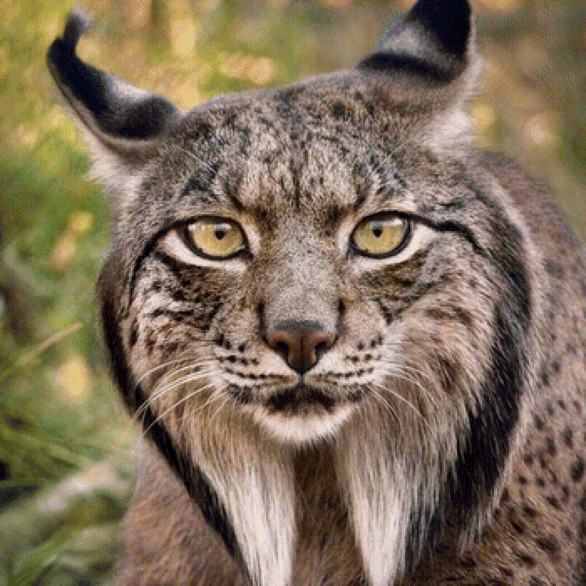 240 - предпросмотр