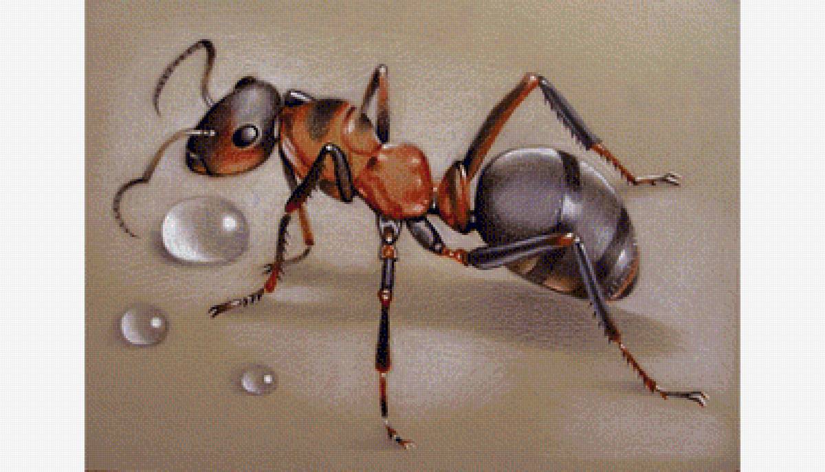 Муравей и капельки - предпросмотр