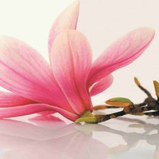 Схема вышивки «магнолия мини»