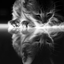 Схема вышивки «Kotě»