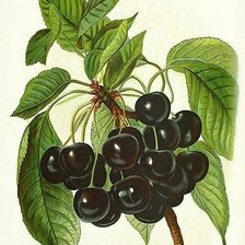 Схема вышивки «Черешня»