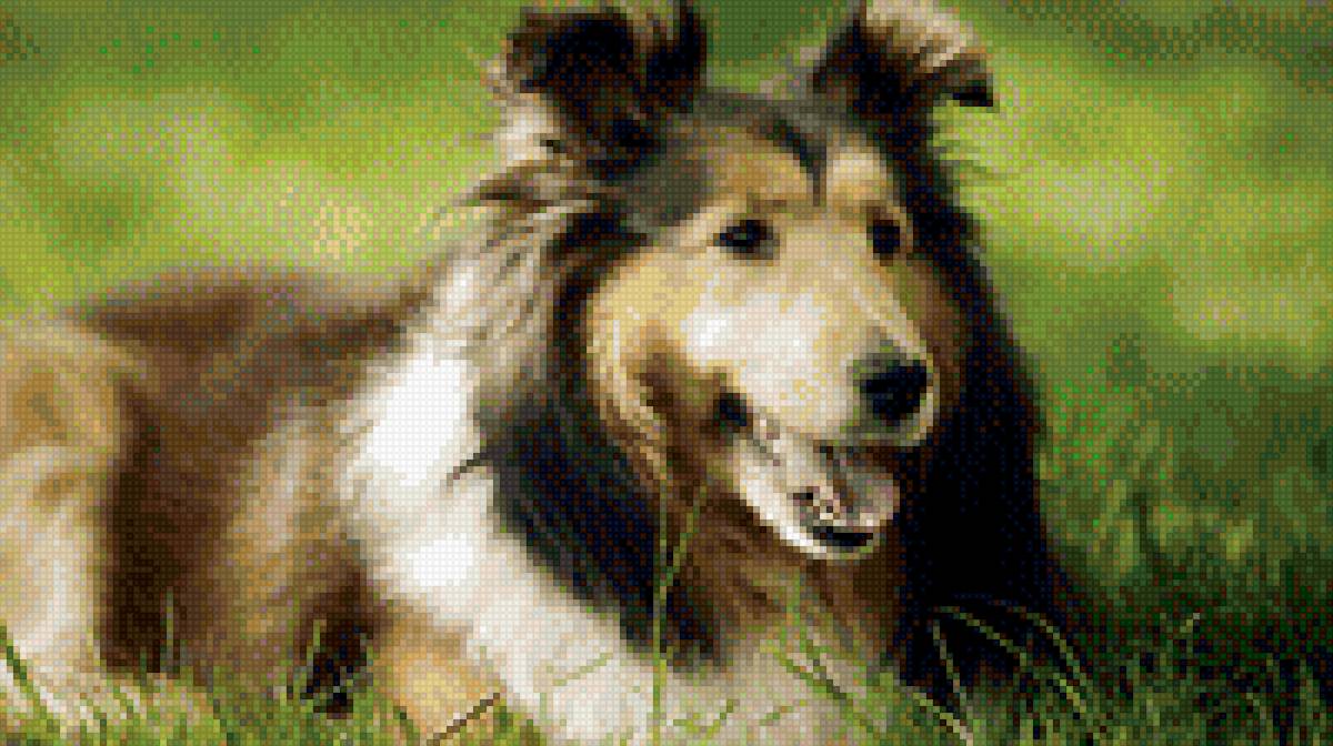 собака - собаки - предпросмотр