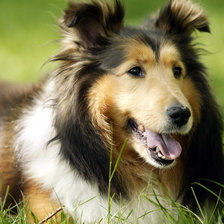 Схема вышивки «собака»