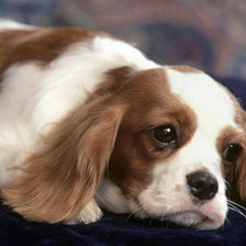 Схема вышивки «грустная собака»