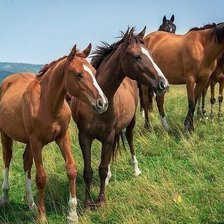 Схема вышивки «Лошади»