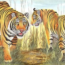 тгры