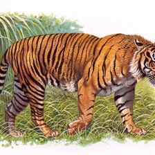 Схема вышивки «Тигр»