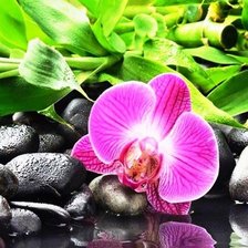 Схема вышивки «орхидея»