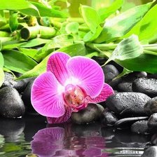 Схема вышивки «орхидея 2»