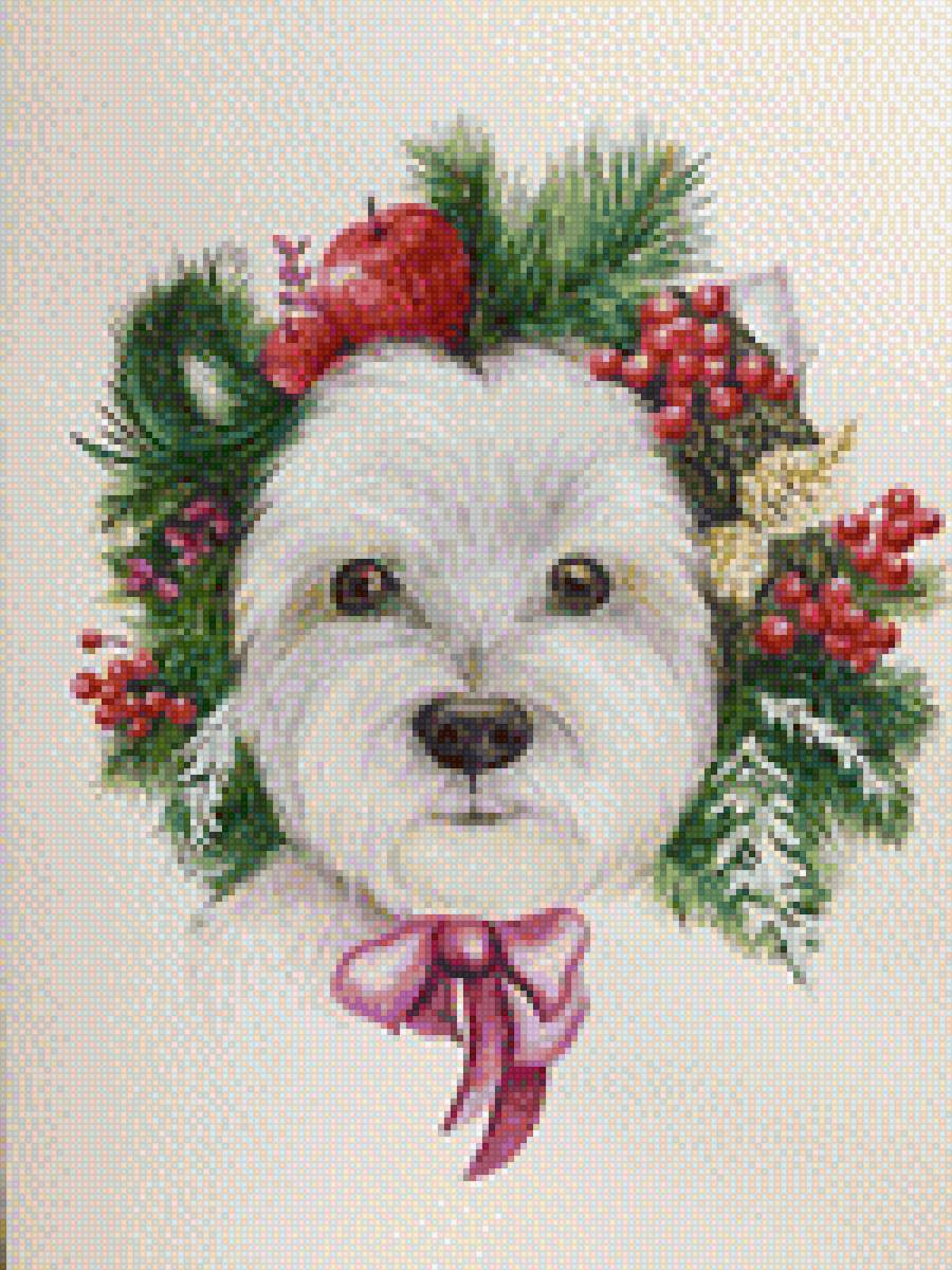 Вест хайленд Уайт Терьер - собаки, терьер, вестик, белый терьер - предпросмотр