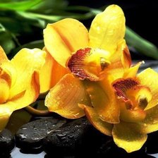 желтая орхидея