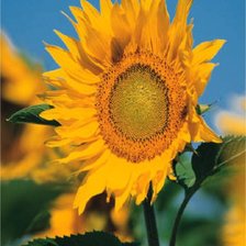 Схема вышивки «солнышко»