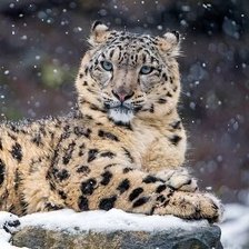 Схема вышивки «265»