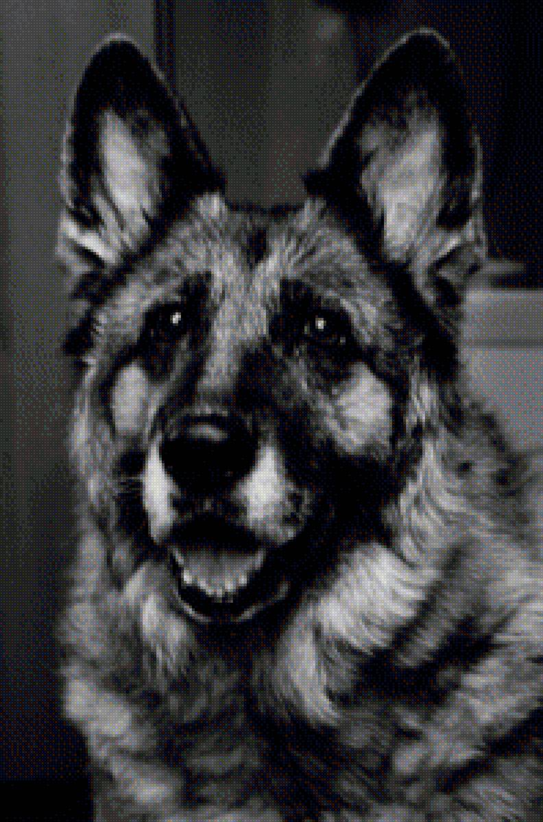 Моя верная подруга - Алиса - овчарка, алиса, память, немецкая овчарка, верность, собака - предпросмотр