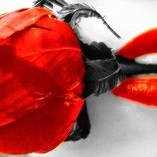 Схема вышивки «роза»