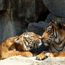 Схема вышивки «Тигры»