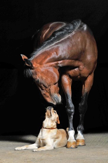 Cavalo e o Cão - animais - оригинал