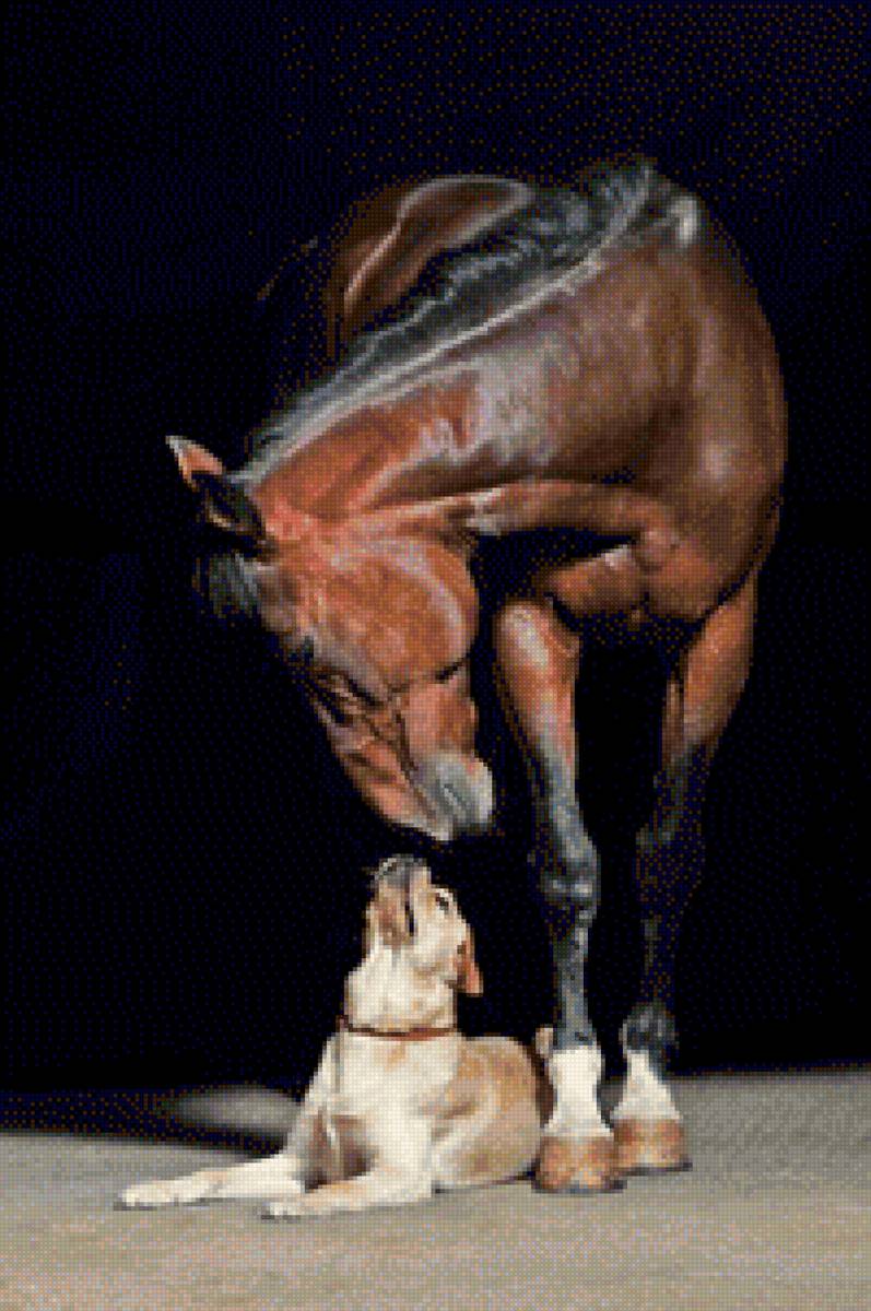 Cavalo e o Cão - animais - предпросмотр