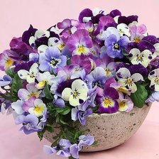 Схема вышивки «Анютины»