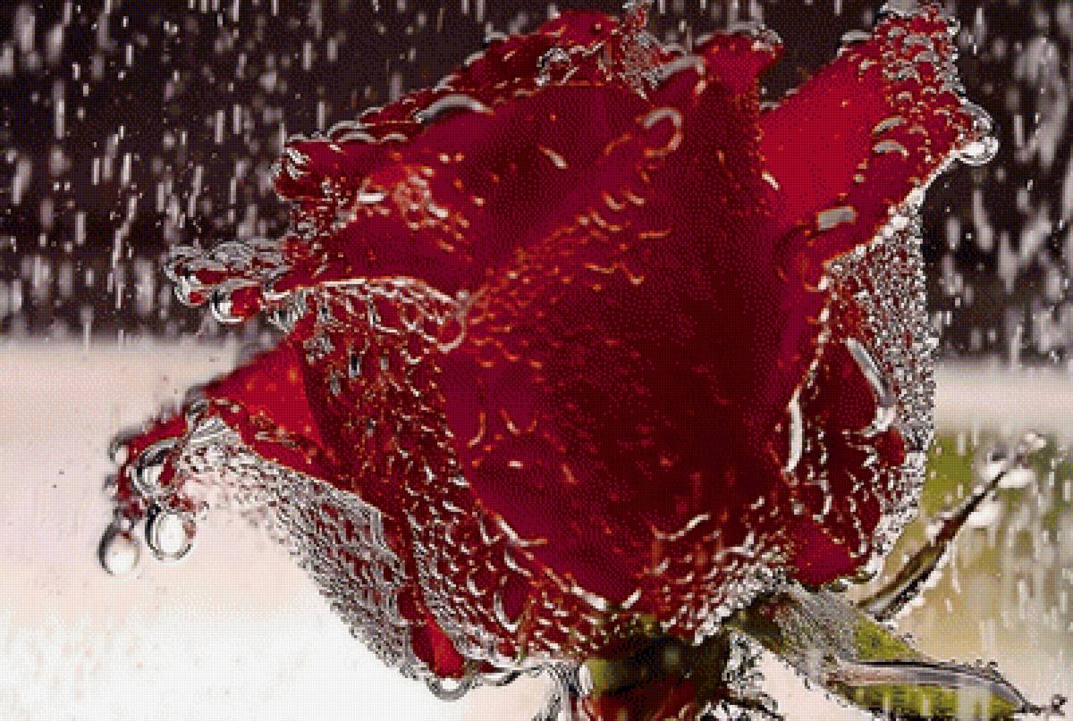 роза - цветы - предпросмотр