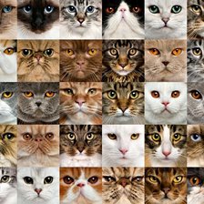 Схема вышивки «Мордочки»