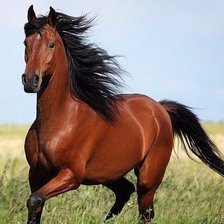 Схема вышивки «270»