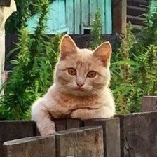 Схема вышивки «272»