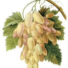 Схема вышивки «Гроздь винограда»