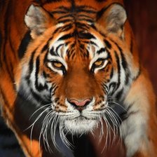 Схема вышивки «ТИГР»