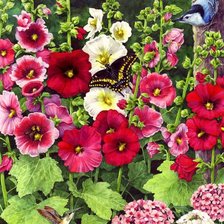 Схема вышивки «яркое лето»