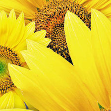 Схема вышивки «подсолнухи»