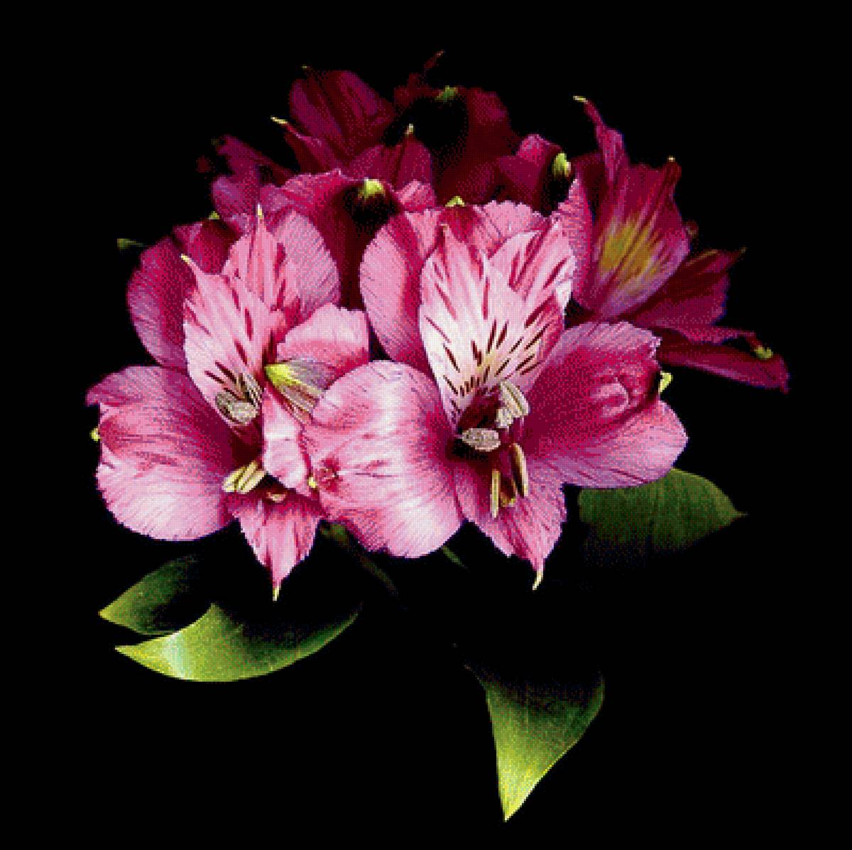 цветы на черном фоне - цветы - предпросмотр