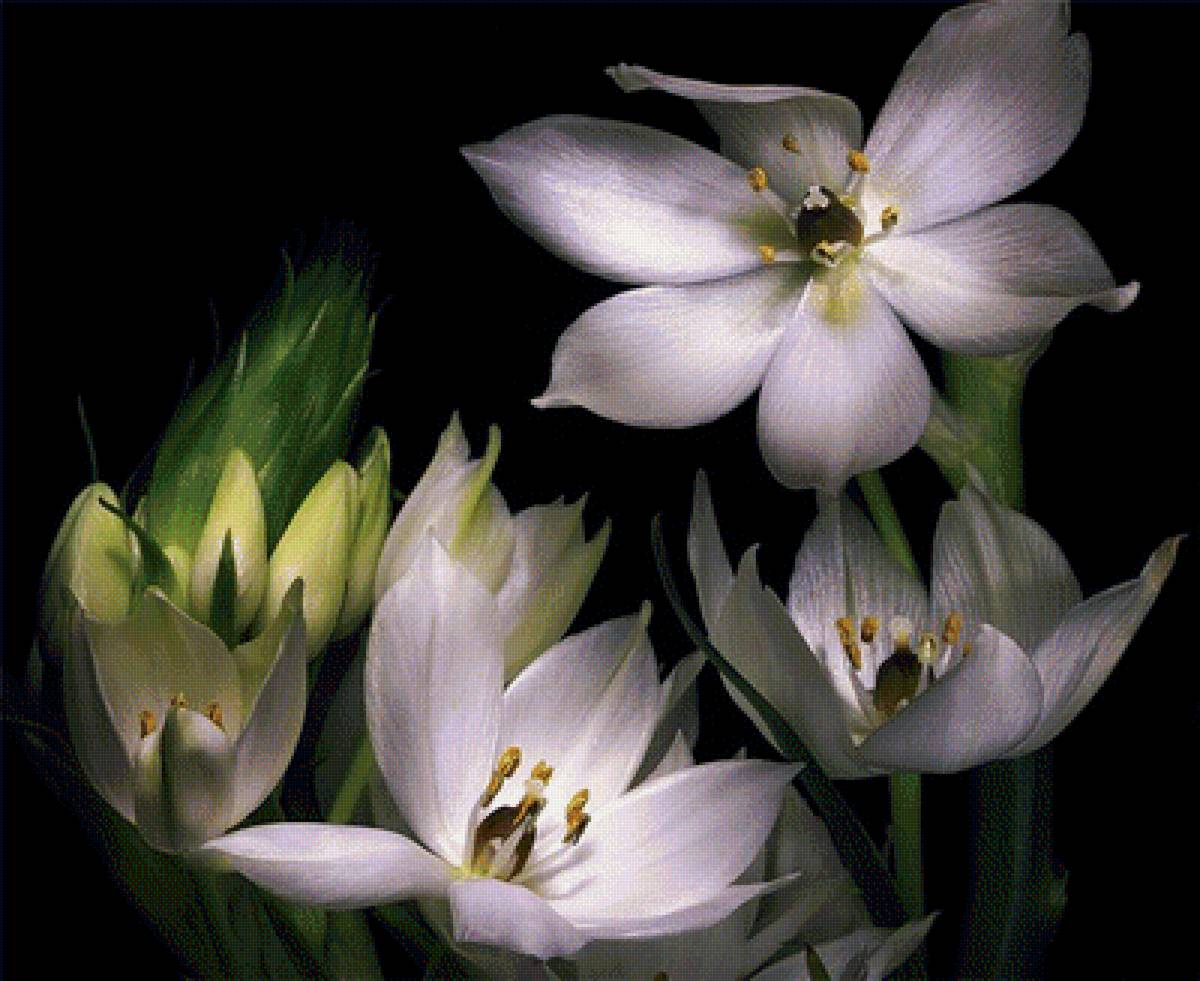 цветы на черном фоне - цветы - предпросмотр