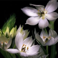 цветы на черном фоне