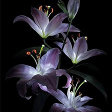 цветы на черном фоне