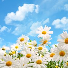 ромашковое поле