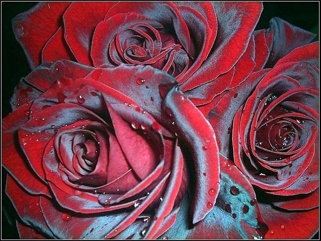 розы - оригинал