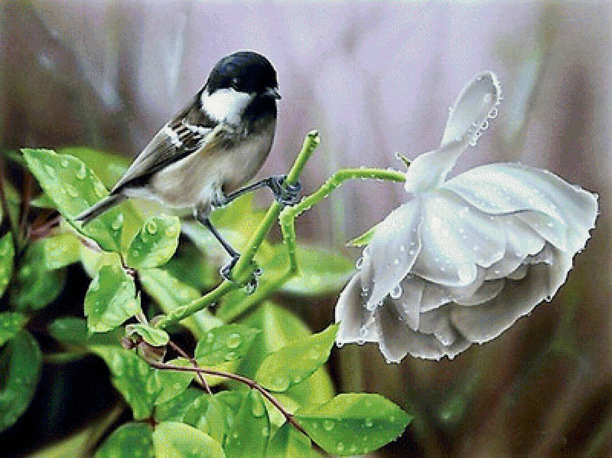 птичка - фото, птицы - предпросмотр