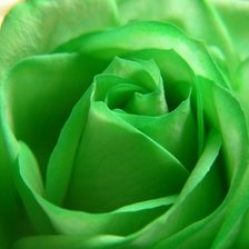 Схема вышивки «роза»