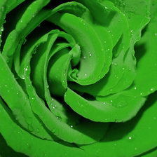 Схема вышивки «Роза»