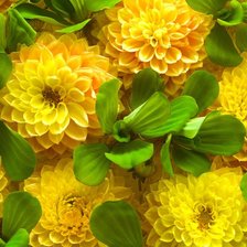 Схема вышивки «хризантемы»