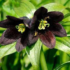 Схема вышивки «Цветы»