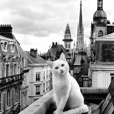 Схема вышивки «Котик»