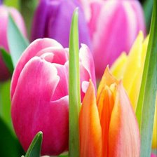 Схема вышивки «Цветы.»