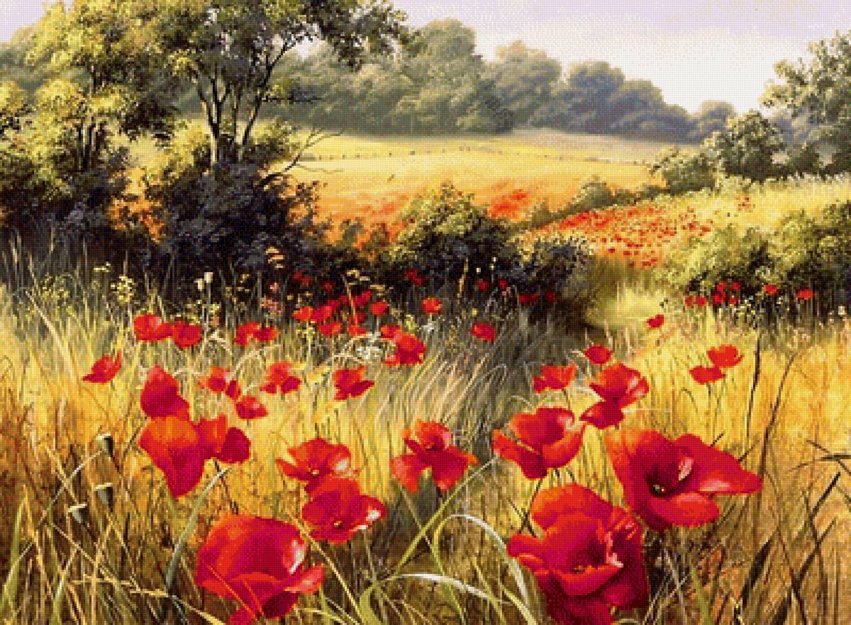 маки - цветы. природа - предпросмотр