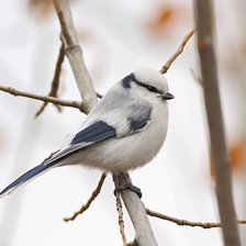 Схема вышивки «№1689156»